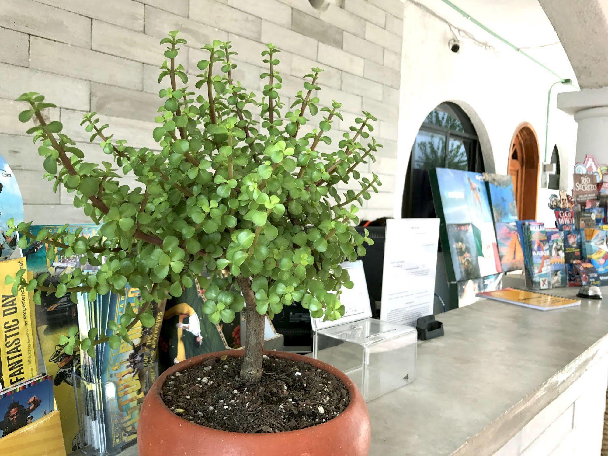 Hotel Villas San Ignacio Πλάγια Ντελ Κάρμεν Εξωτερικό φωτογραφία
